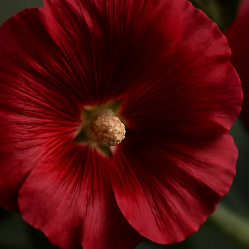 Stokrose – rød – bilde 2