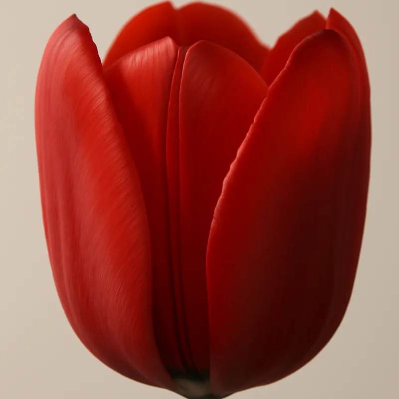 Tulipan – rød – bilde 2
