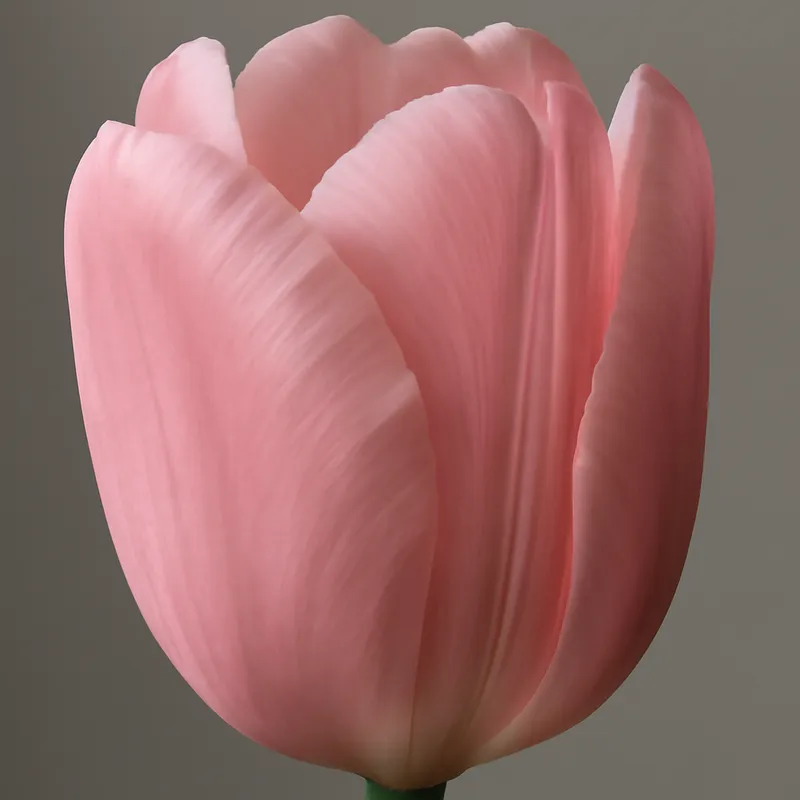 Tulipan – rosa – bilde 2