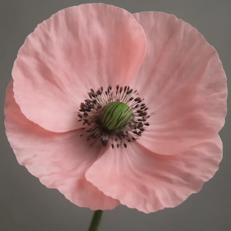 Valmue – rosa – bilde 2