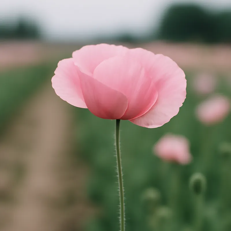 Valmue – rosa – bilde 4