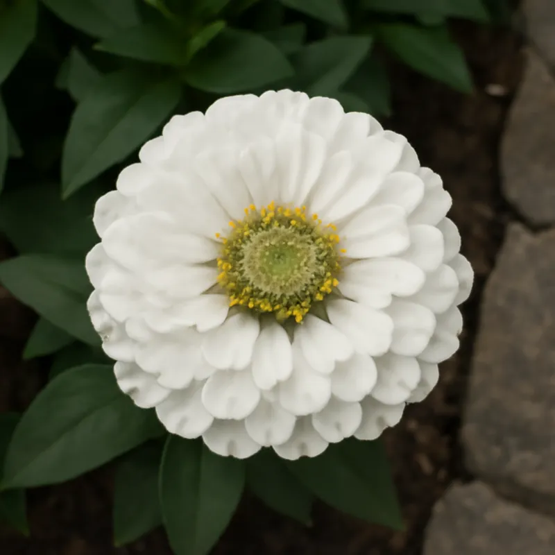Zinnia – hvit – bilde 4
