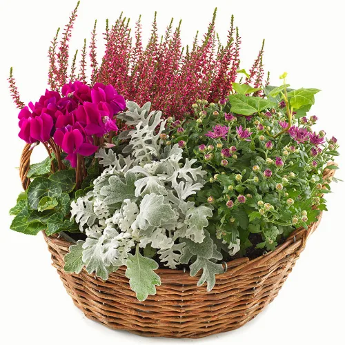 Dekoratørens høstplanting